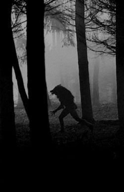 a person walking through the woods in the dark