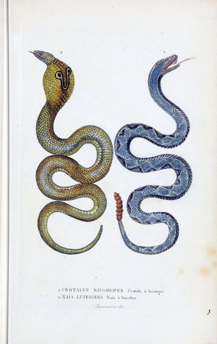 an illustration of two snakes, one yellow and the other blue