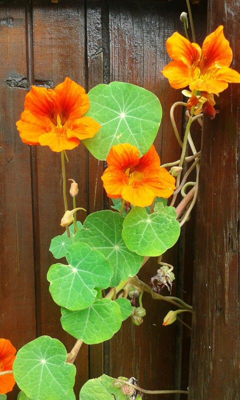 orange and yellow flowers growing on the side of a wooden fence next to a green leafy plant