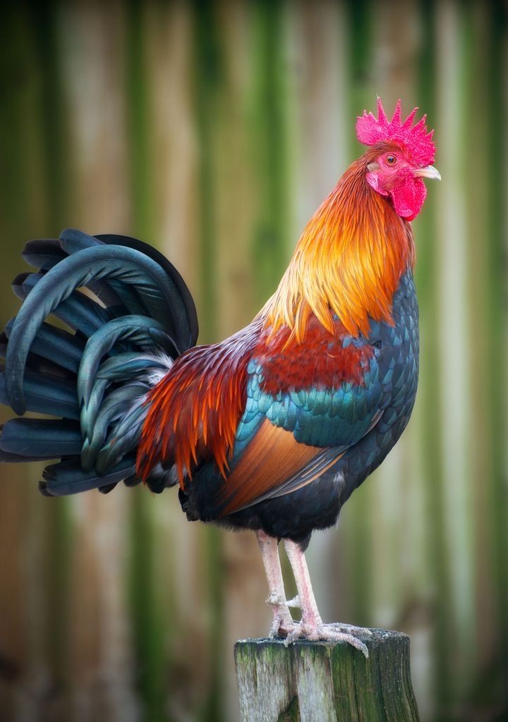 a colorful rooster standing on top of a wooden post