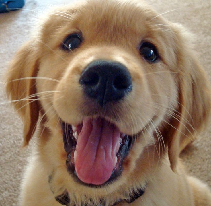 a close up of a dog on the ground with its mouth open and tongue out