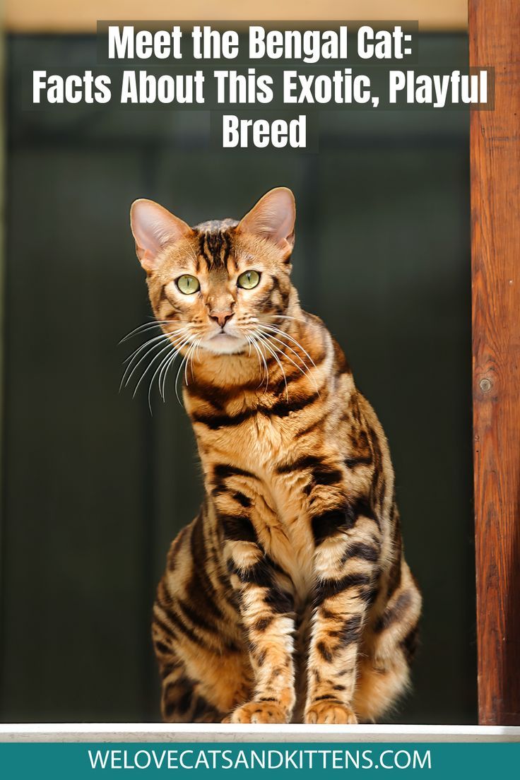 a cat sitting on top of a wooden post with the caption, meet the bengal cat fact about this exotic, playful breed