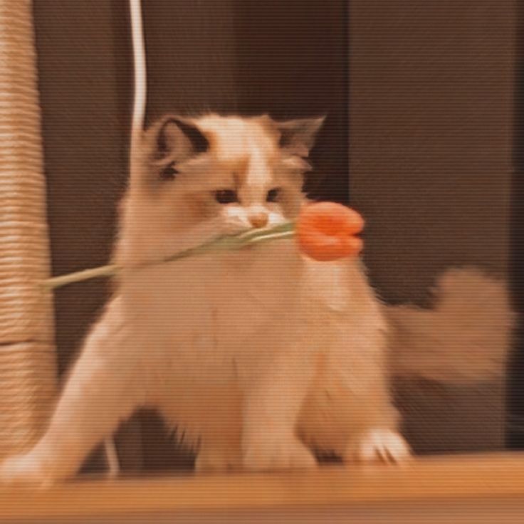 a white cat holding a carrot in its mouth while standing on a shelf next to a window