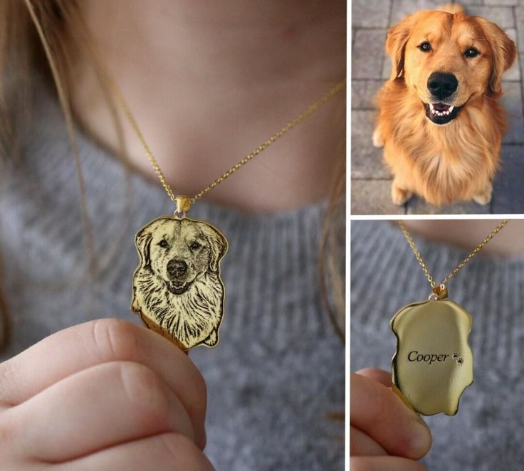 a collage of photos shows a golden retriever and a dog's head