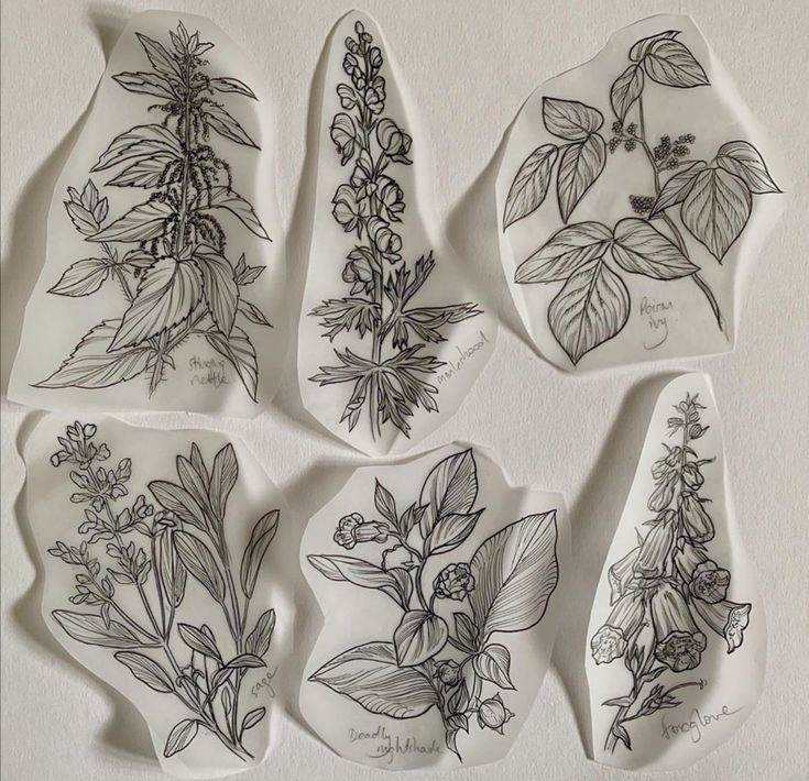 six plates with drawings of flowers and leaves on them, all drawn in black ink