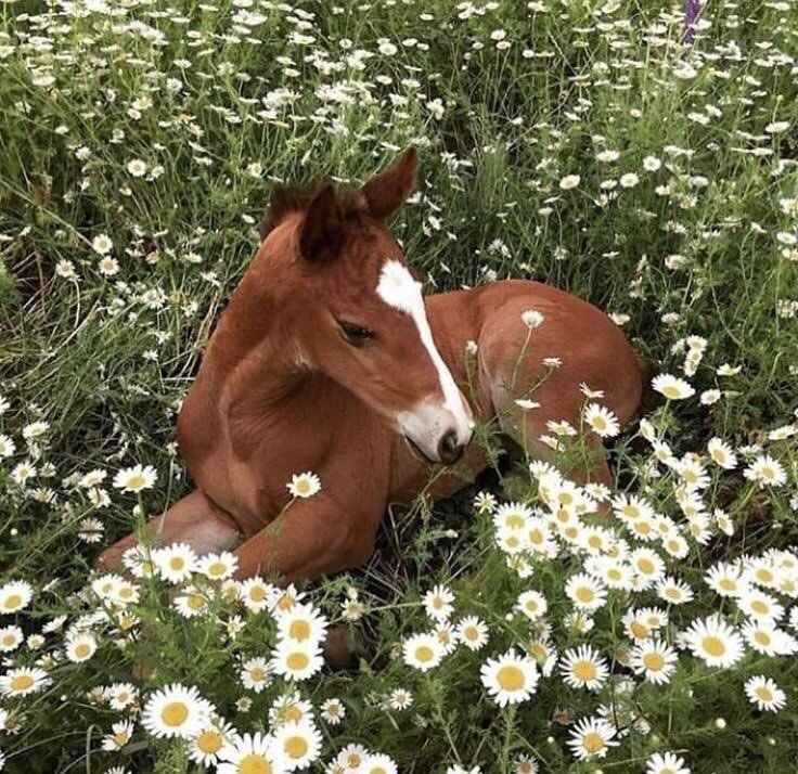 a brown and white horse laying on top of a field of grass and daisies