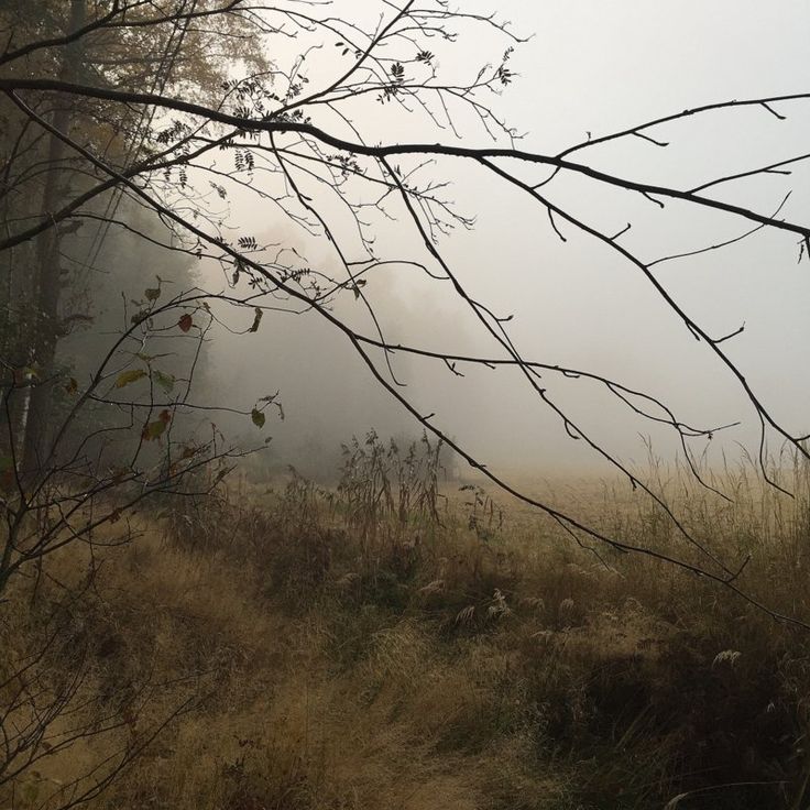 a foggy field with trees and bushes in the foreground