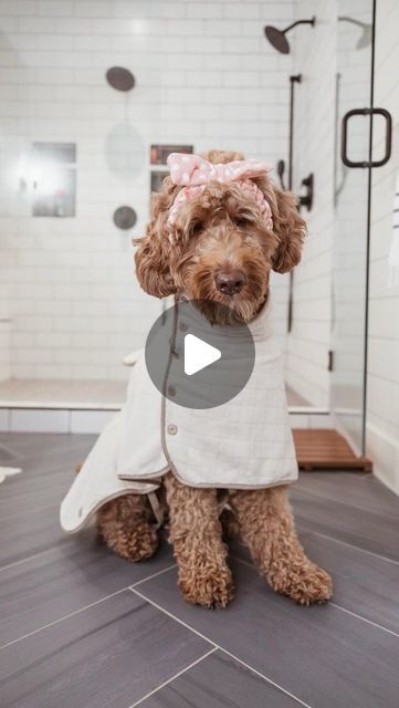 a brown dog wearing a white coat and pink bow sitting on the floor in front of a shower