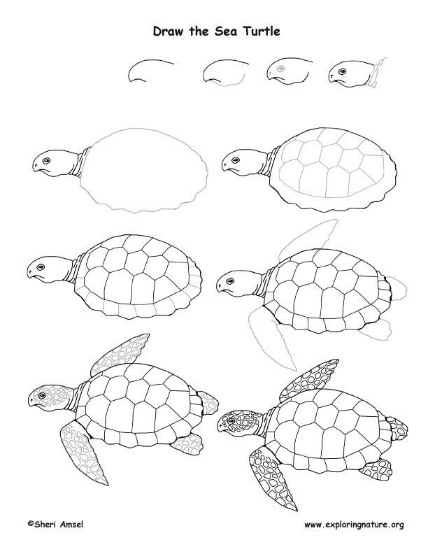 an image of sea turtles that are in different stages of their life cycle coloring page