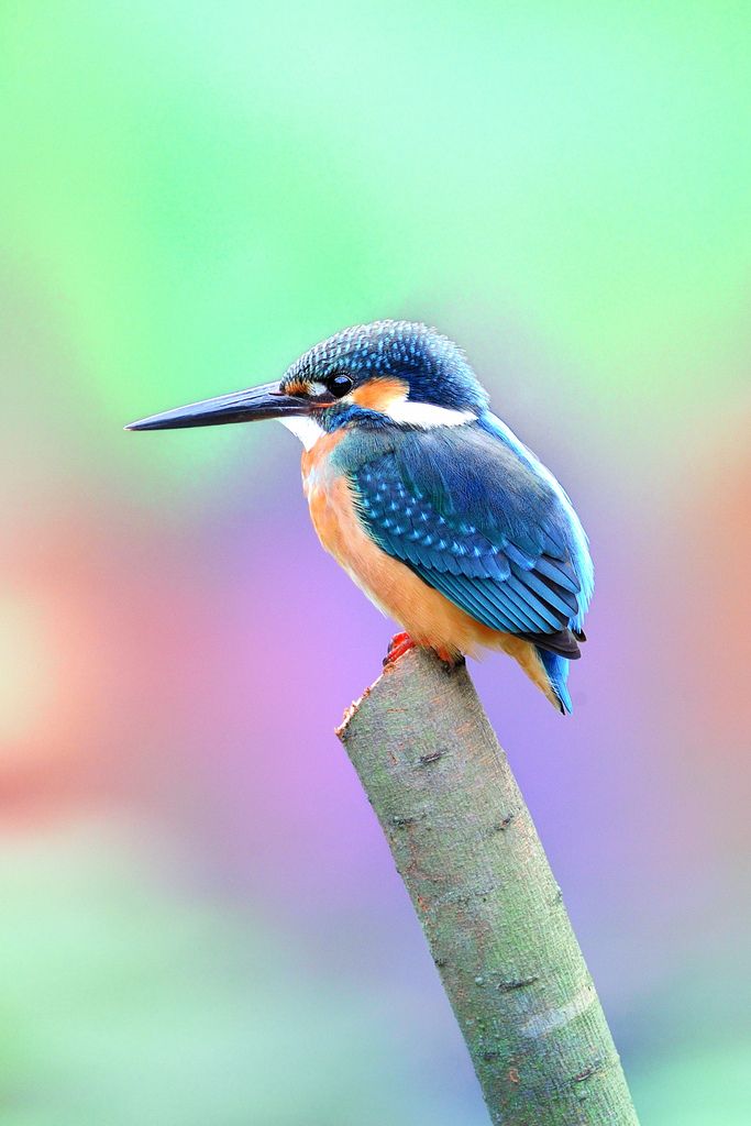 a small blue and white bird sitting on top of a wooden stick with blurry background