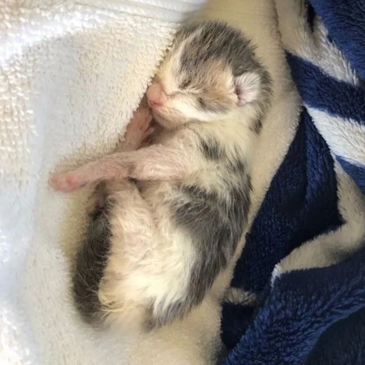 a small kitten sleeping on top of a blanket