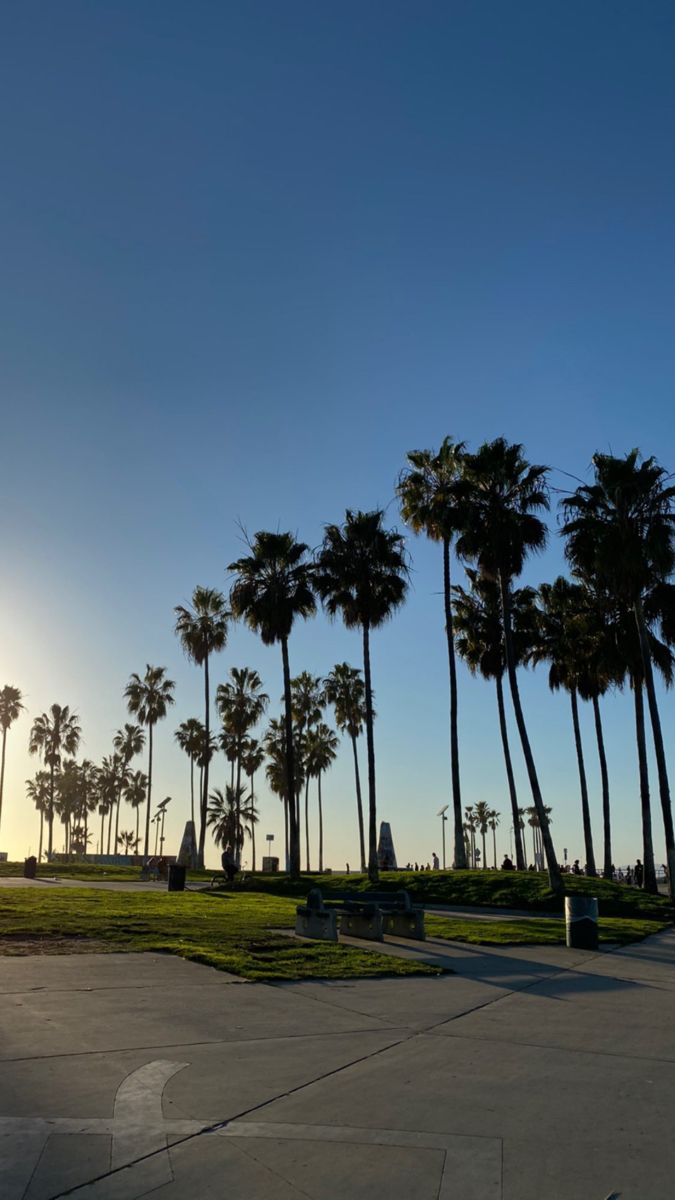 the sun is setting behind palm trees in front of a park with benches and grass