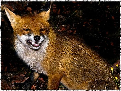 an image of a fox that is smiling for the camera