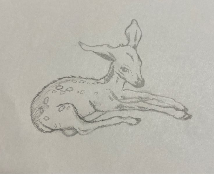 a pencil drawing of a deer laying down