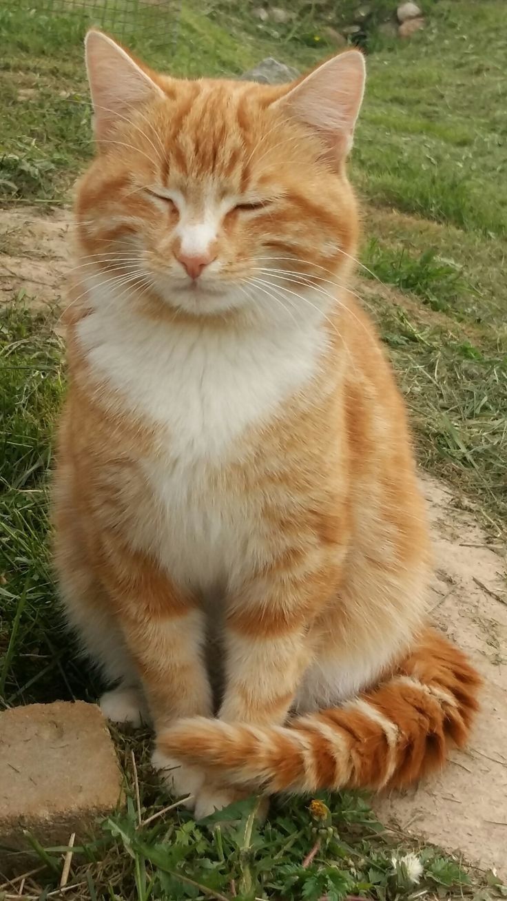 an orange and white cat sitting in the grass