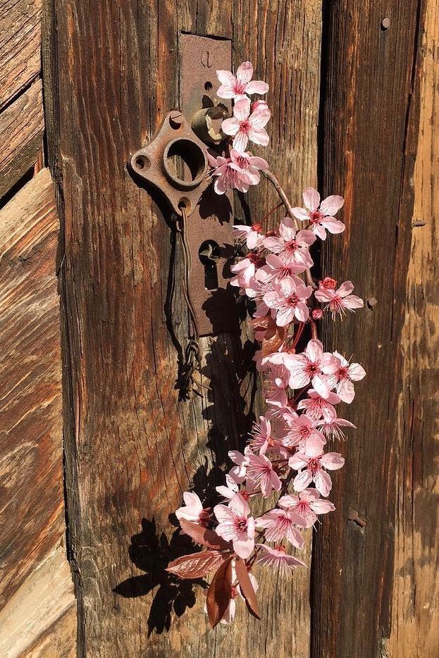 pink flowers are growing out of an old door handle on a weathered wooden door frame