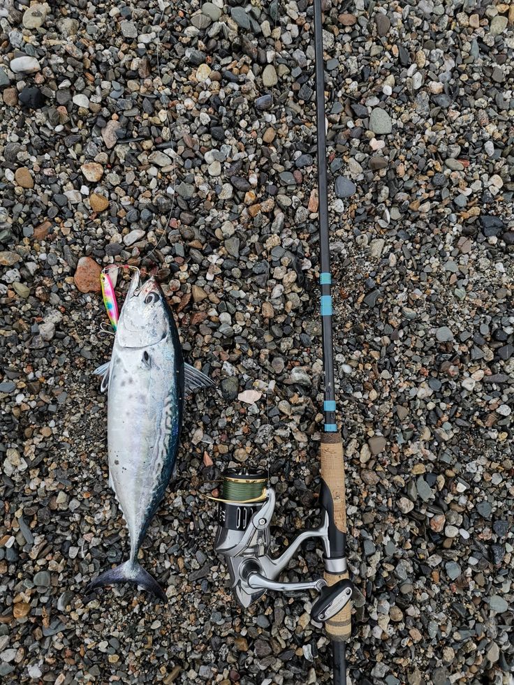 an overhead view of a fishing rod and a fish on the ground next to it