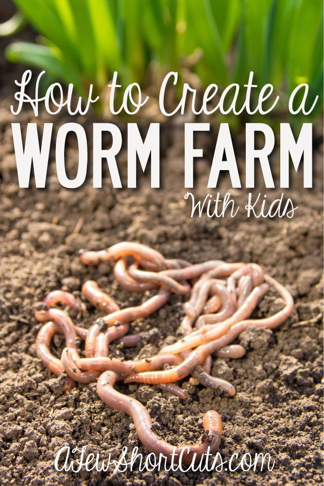 worms in the dirt with text overlay how to create a worm farm with kids