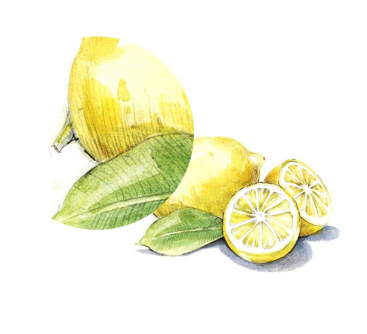 a watercolor painting of lemons with leaves