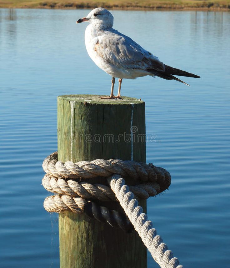 a seagull sitting on top of a wooden post