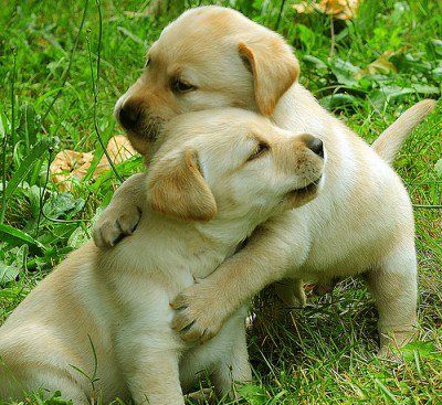 two puppies hugging each other in the grass with a quote above them that reads, some days ago hug if i need today and today is one of those days