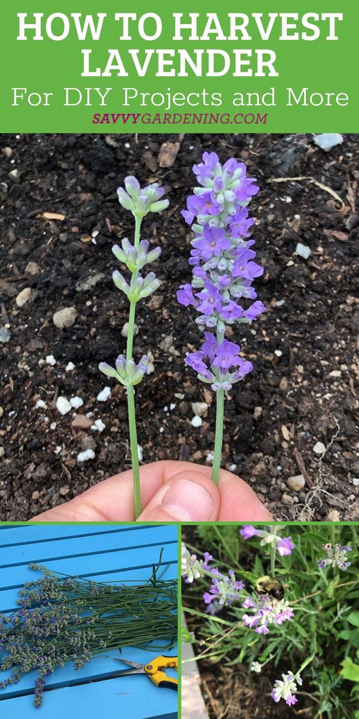 how to harvest lavender for diy projects and more