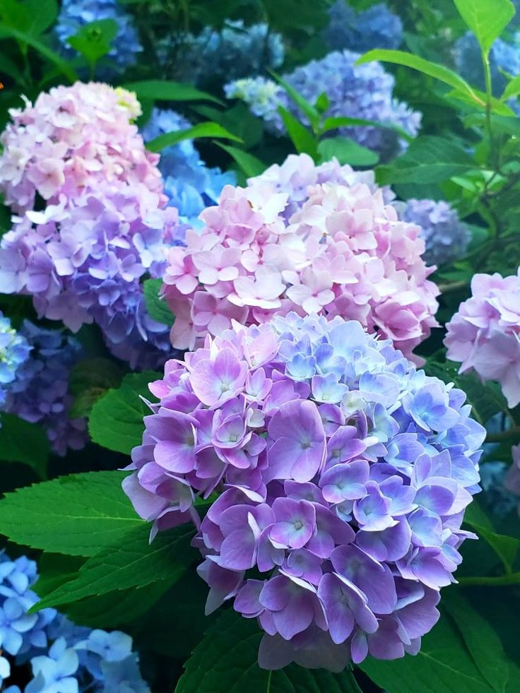 purple and blue hydrangeas are in the foreground, with green leaves around them