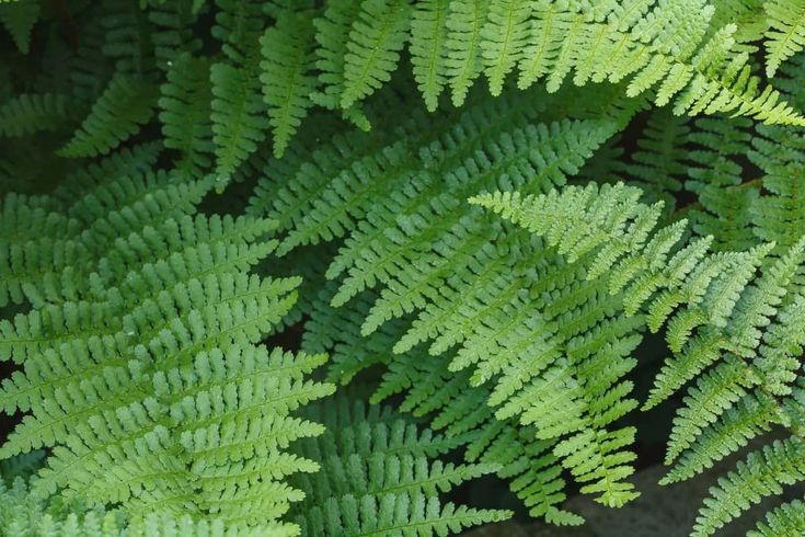 close up view of the green leaves of a fern tree, with only one leaf visible