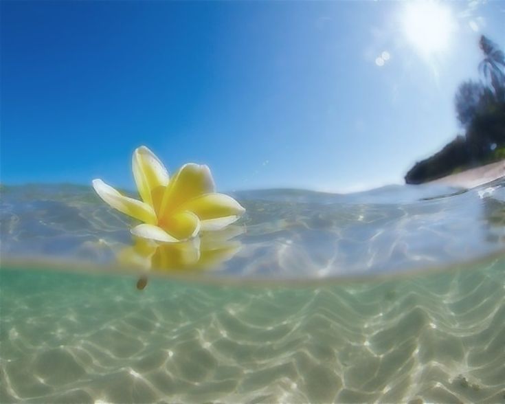 a yellow flower floating on top of the ocean