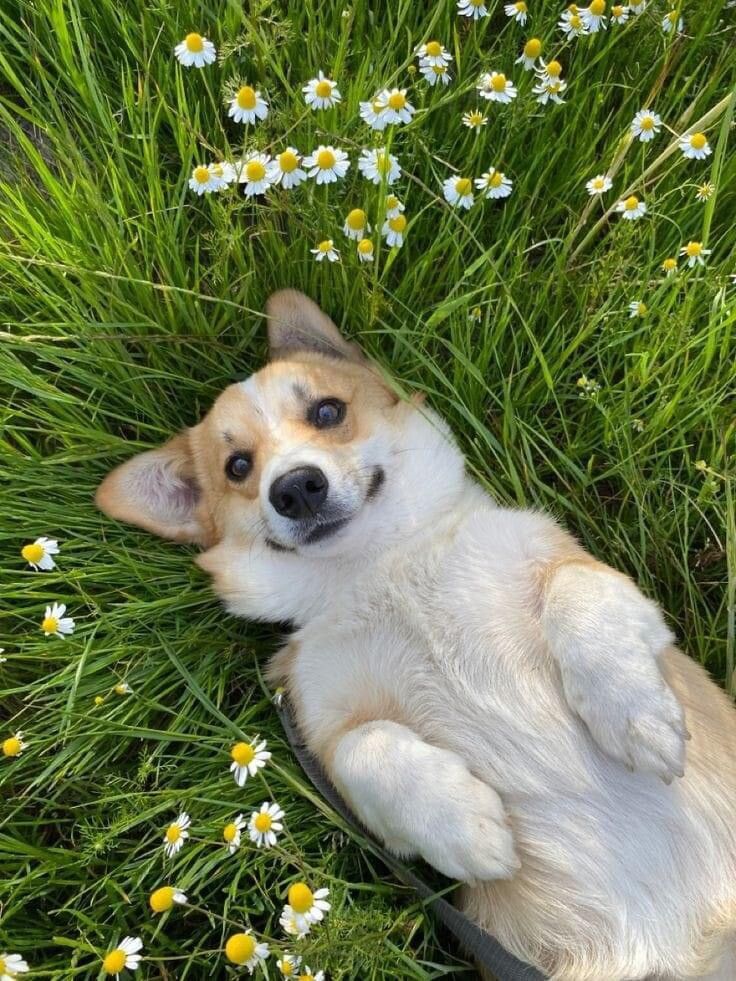 a small dog laying on its back in the grass with daisies all around it