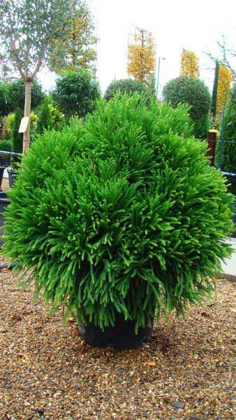 a green bush in a black pot on the ground