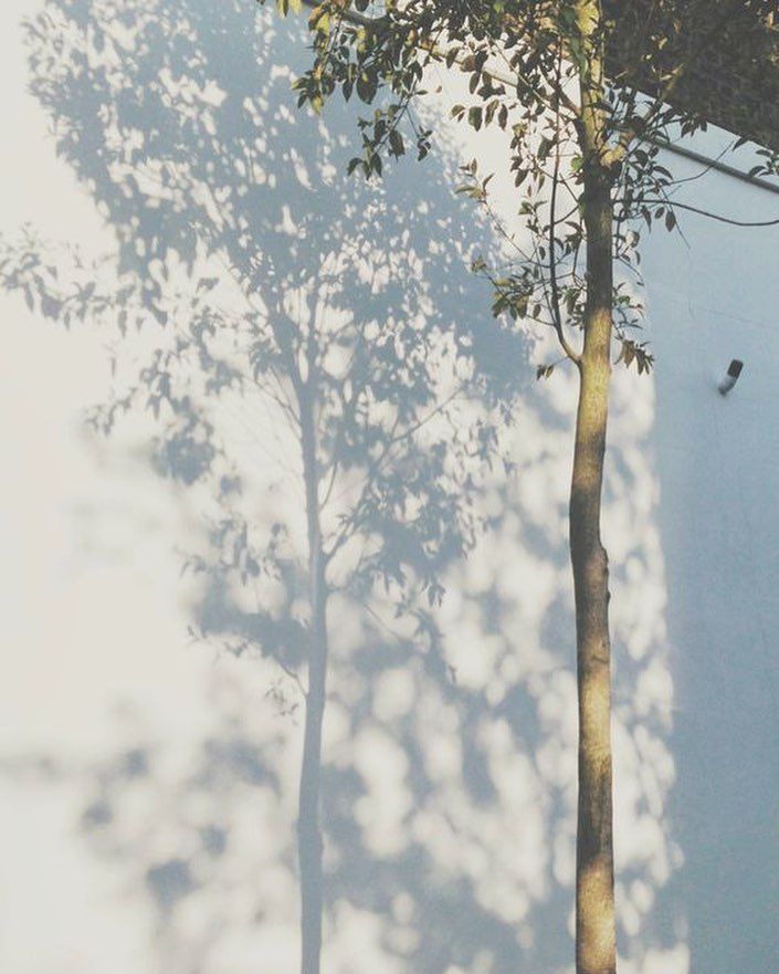 a tree casts a shadow on the wall