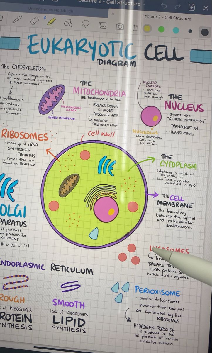 a hand drawn diagram of eukartotic cells