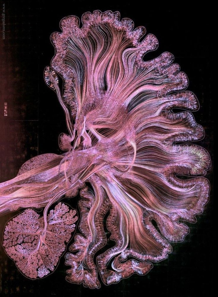 an image of the inside of a human body