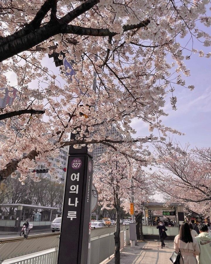 people are walking down the sidewalk under cherry blossom trees