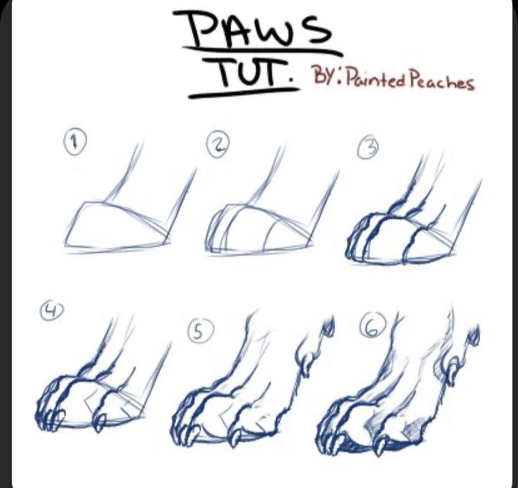 the steps to drawing paws are easy and fun