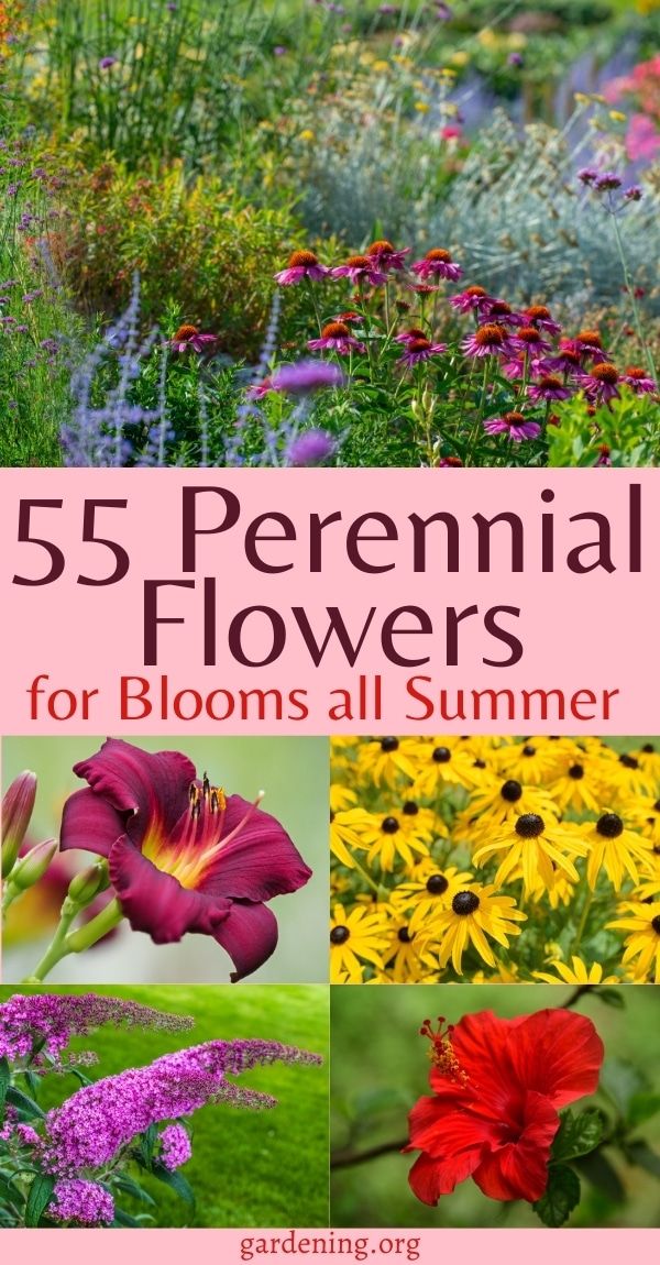 the cover of 55 perennial flowers for blooms all summer