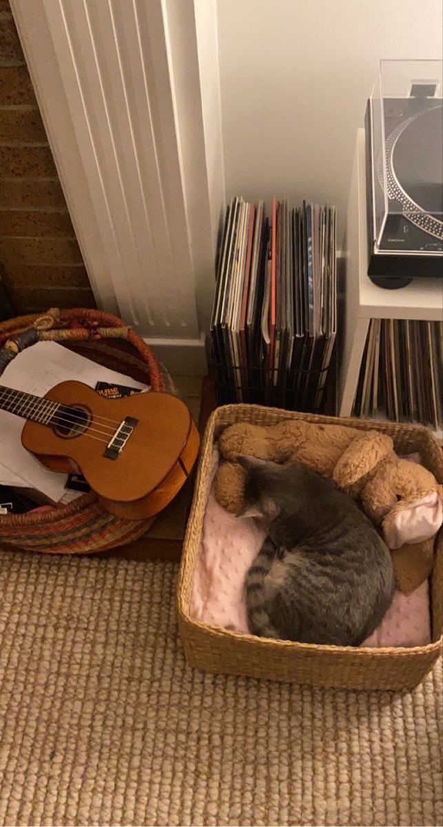 a cat sleeping in a basket next to a record player and a teddy bear on the floor