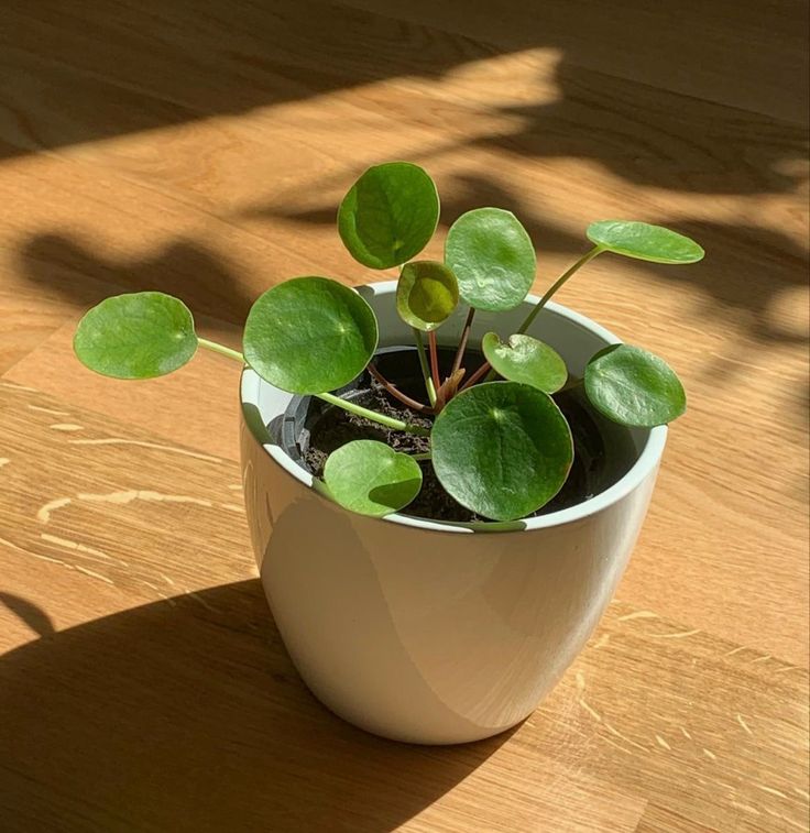 Small Plant Aesthetic, Cute Plants Aesthetic, Plants Aesthetic Art, Plante Aesthetic, Green Plant Aesthetic, Green Plants Aesthetic, Aesthetic Sunlight, Pilea Plant, Cute Plants