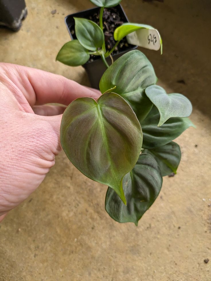 a person holding a plant in their hand