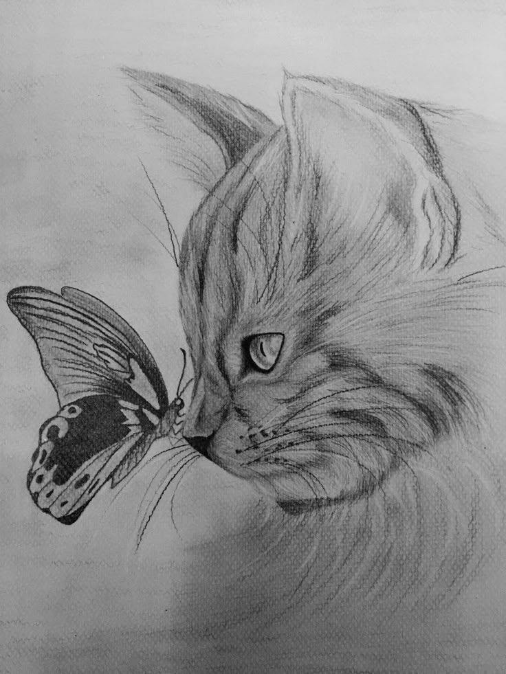 a drawing of a cat with a butterfly on it's nose