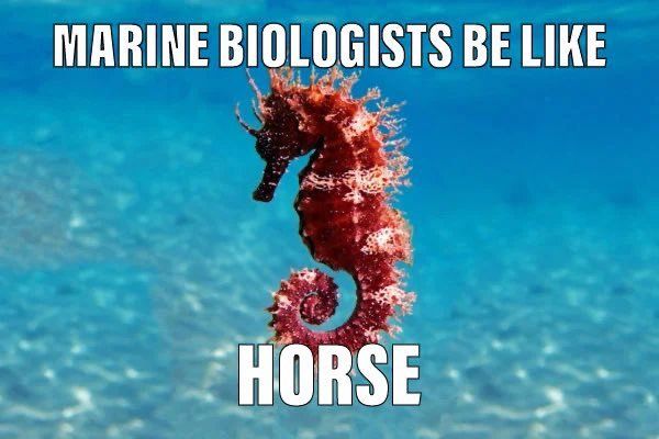 a red sea horse swimming in the ocean with captioning marine biologists be like