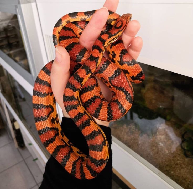 a person holding a large orange and black snake