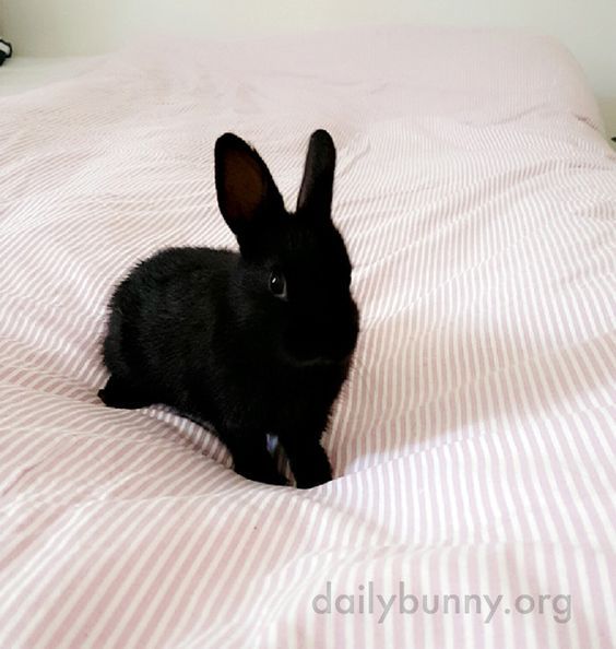 a small black rabbit sitting on top of a pink and white striped bed spread,