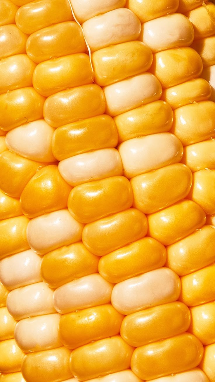 close up view of corn on the cob with yellow and white colored kernels