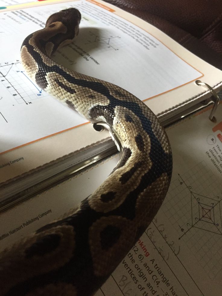 a snake that is laying on top of some paper and pen next to it's head