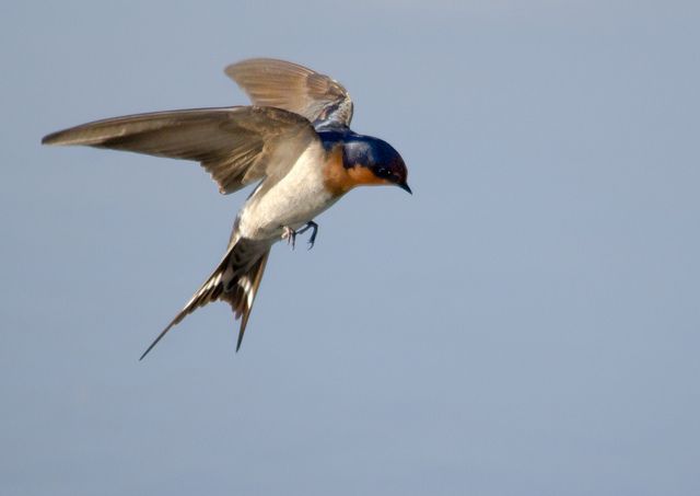 a blue and white bird flying in the sky with its wings spread out to catch food