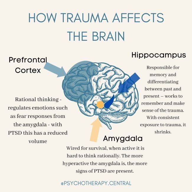 the brain and its functions are labeled in this diagram, which shows how it works