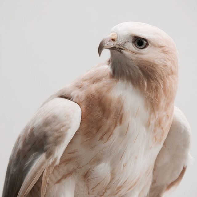 a close up of a bird of prey on a white background with no one around it