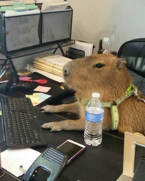 a capybara sitting at a desk with a laptop and water bottle